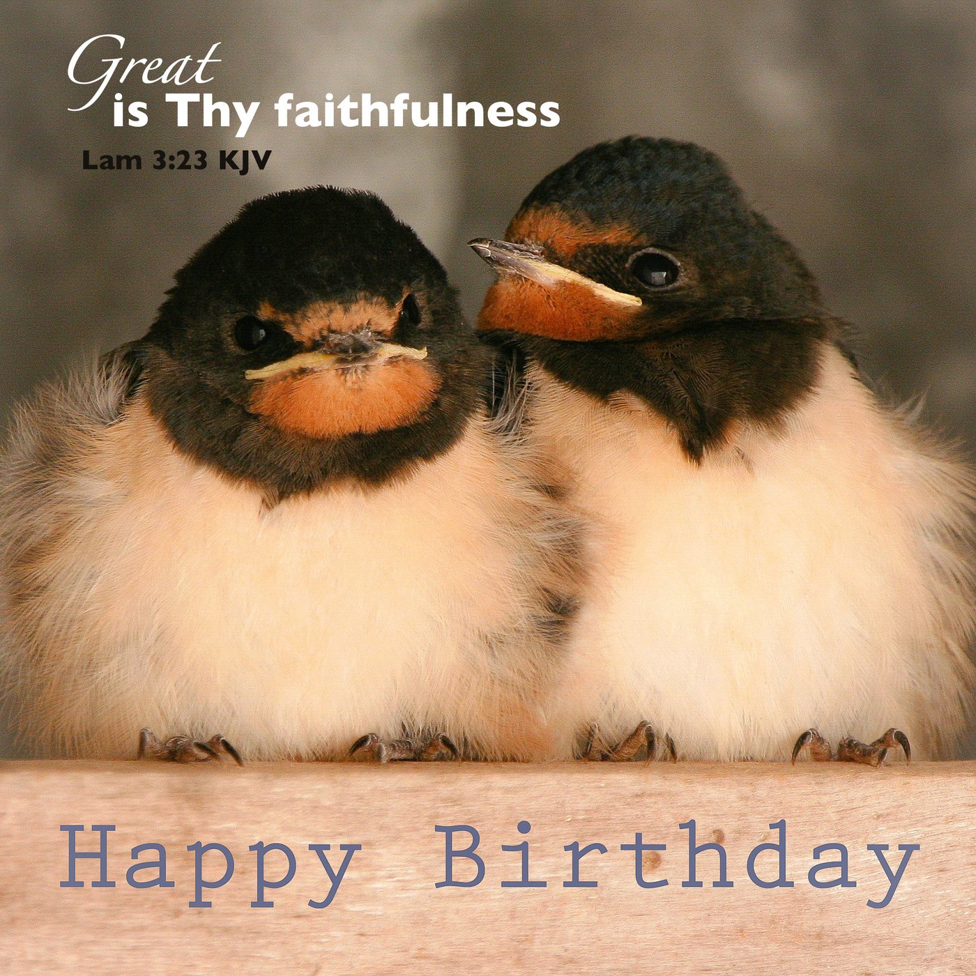 Two barn swallow chicks Scripture Birthday Card