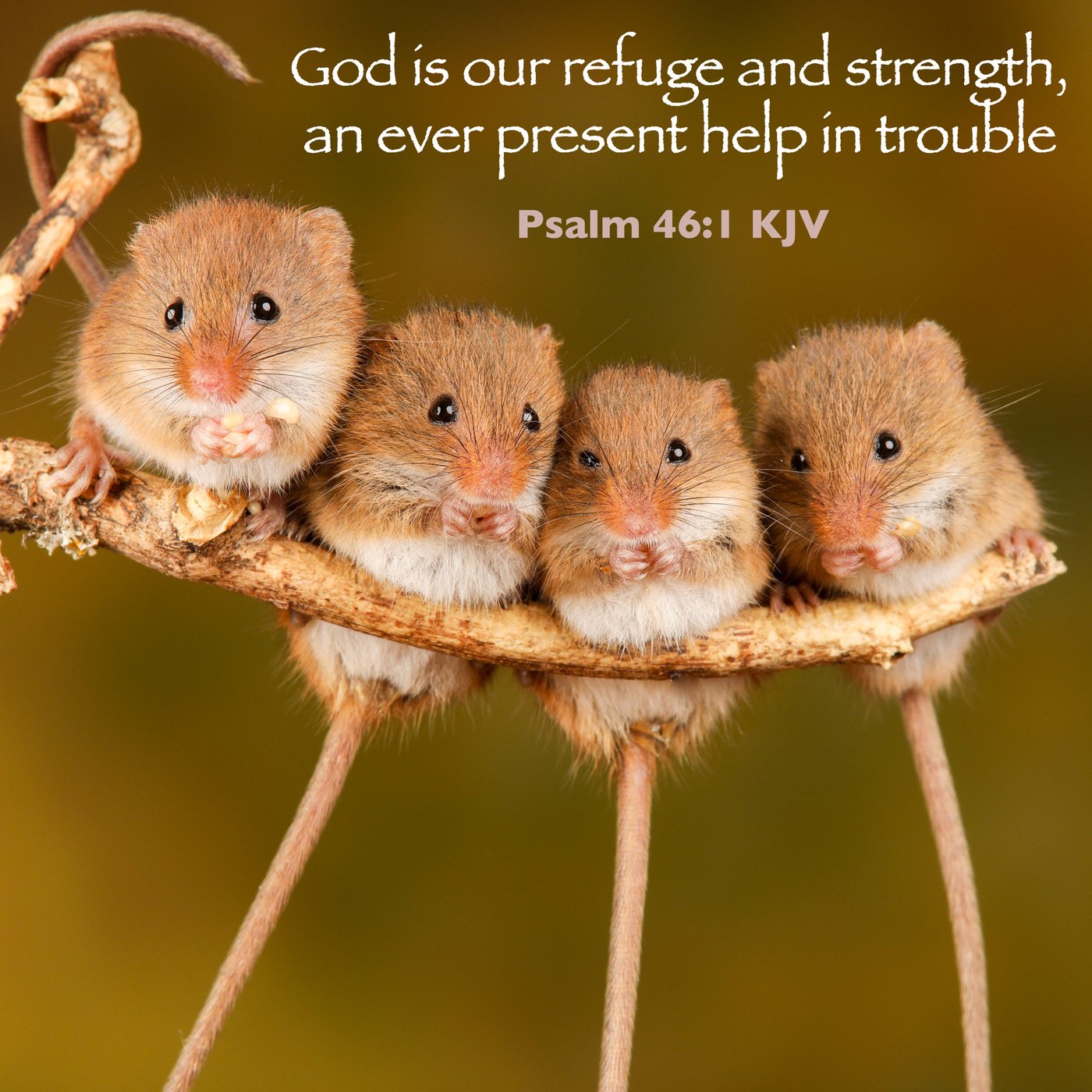 Four harvest mice on a branch Scripture Encouragement Card