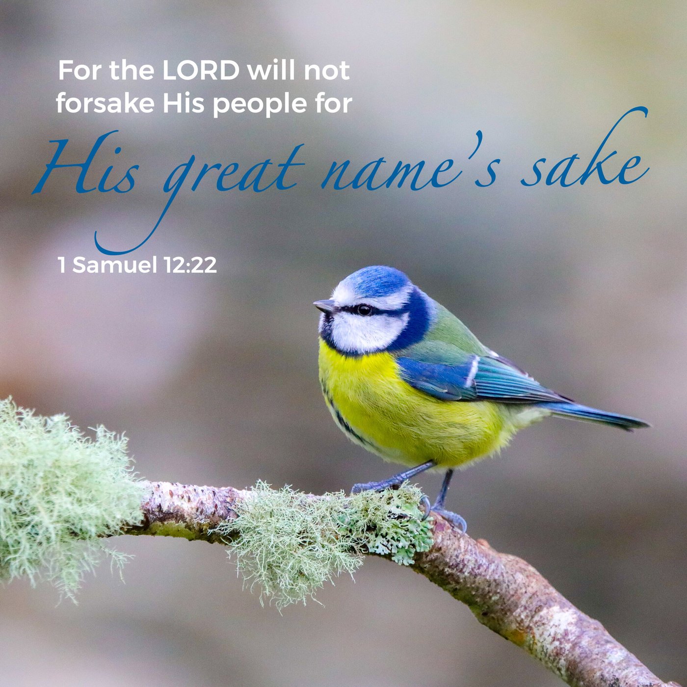 Blue tit on lichen Scripture Encouragement Card