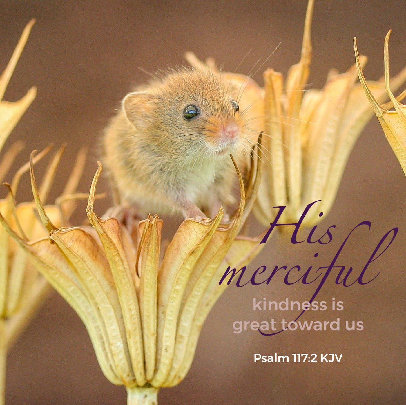 Harvest mouse in a flower Scripture Encouragement Card
