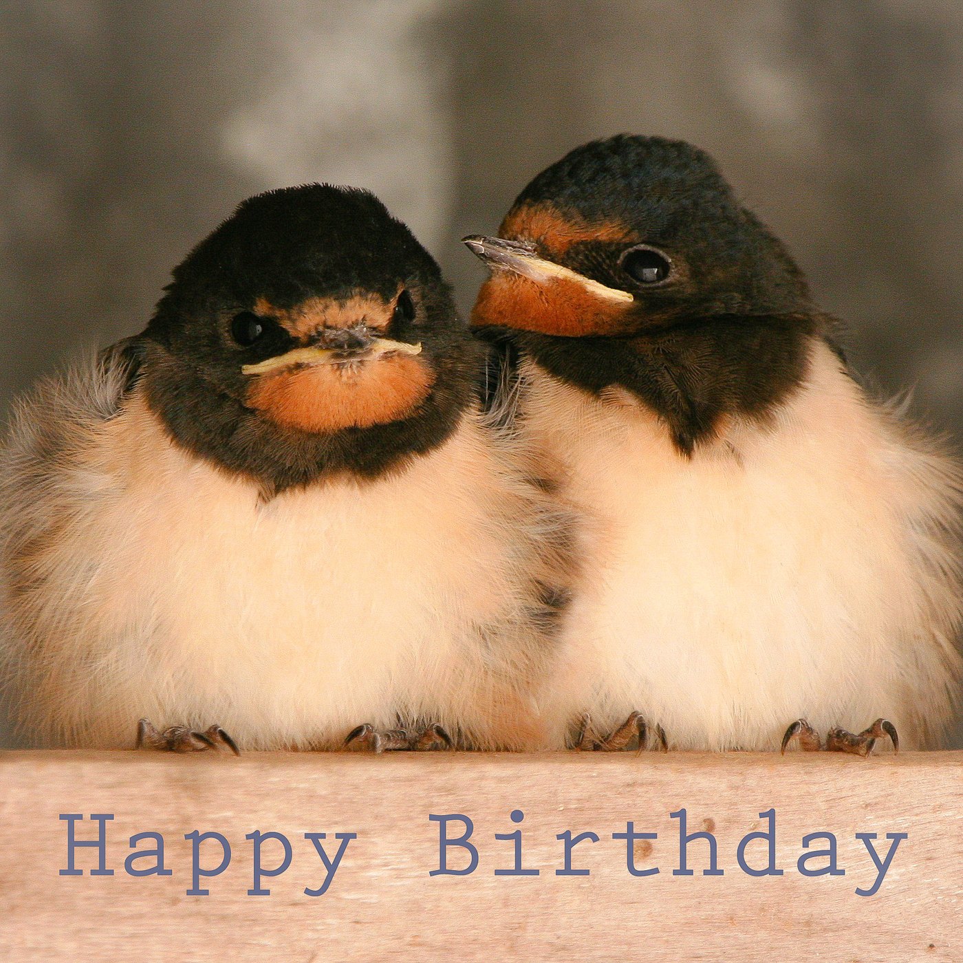 Two barn swallow chicks Birthday Card