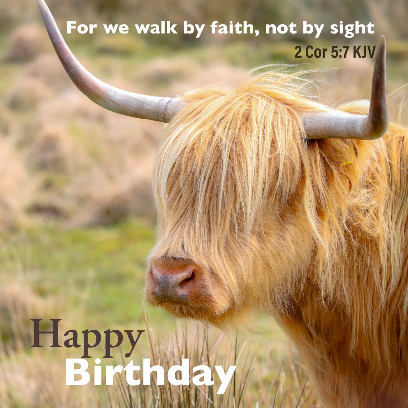 Highland cow Scripture Birthday Card