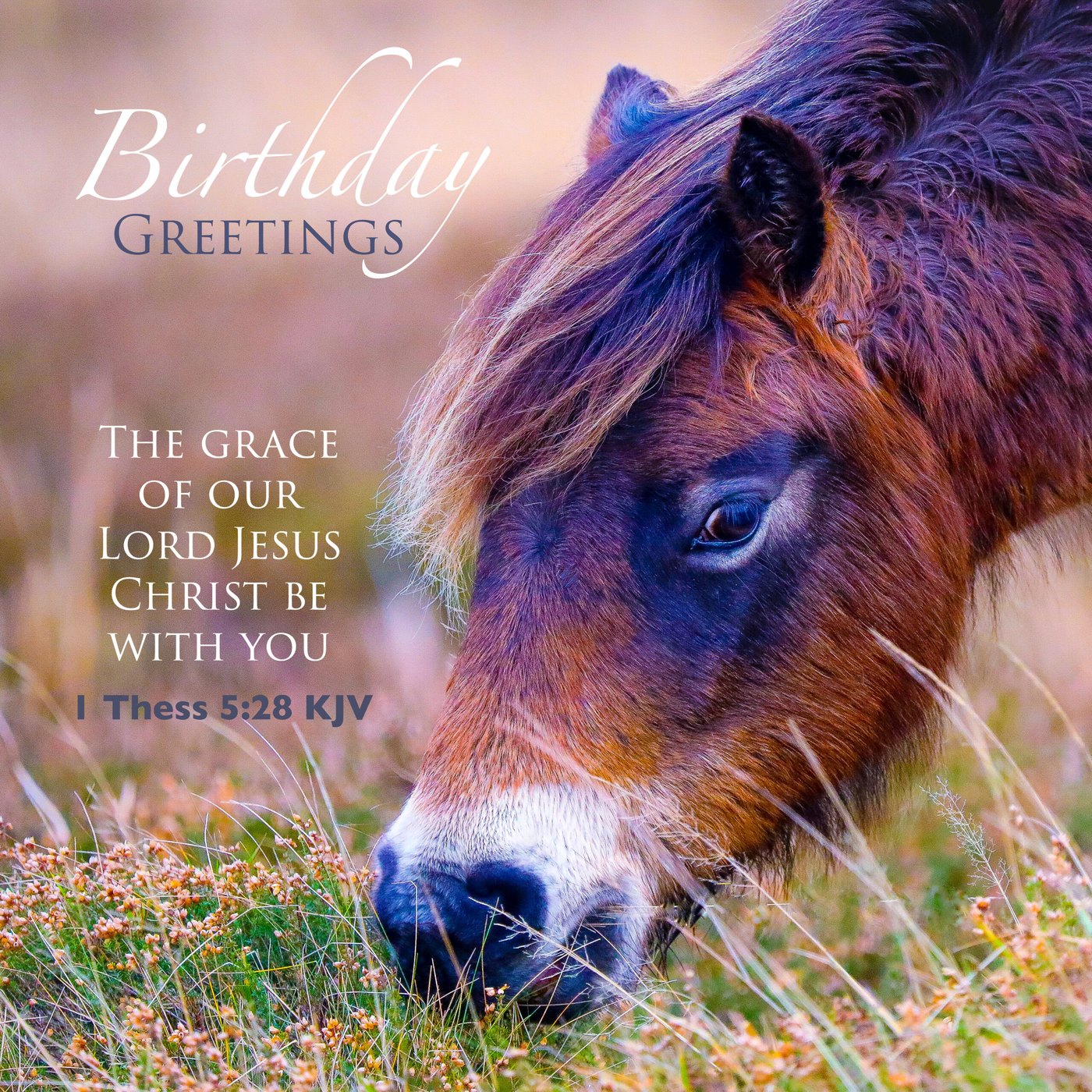 Wild pony Scripture Birthday Card