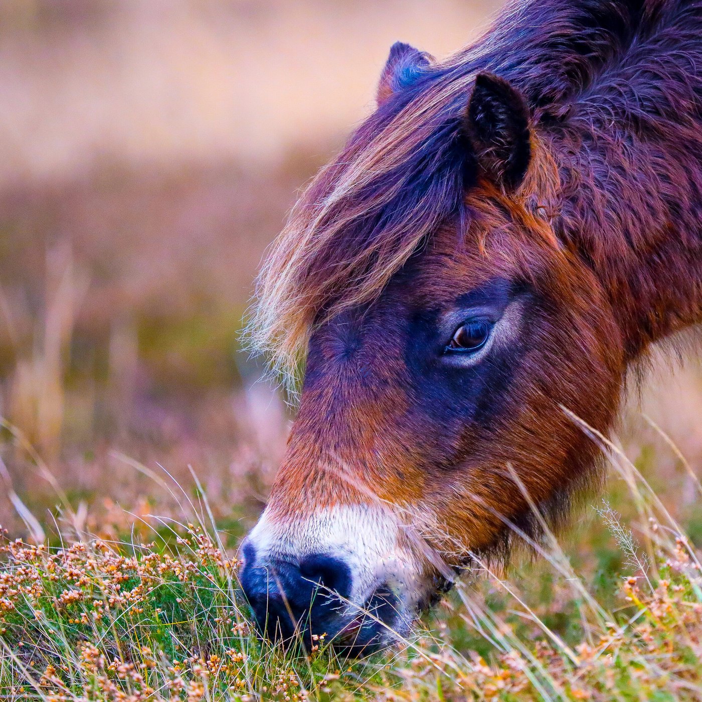 Wild pony in the heather — Photo Card (Blank)