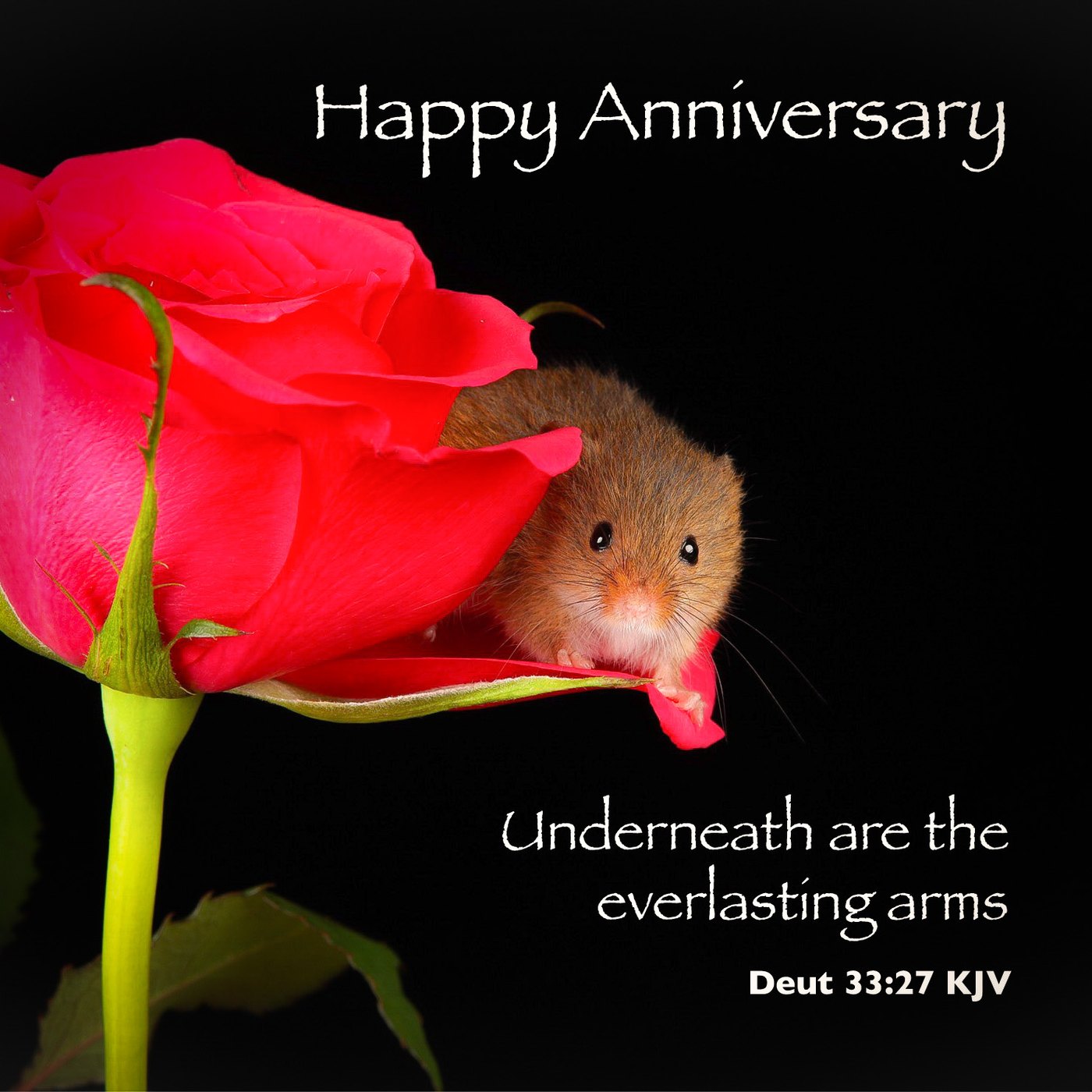 Happy Anniversary