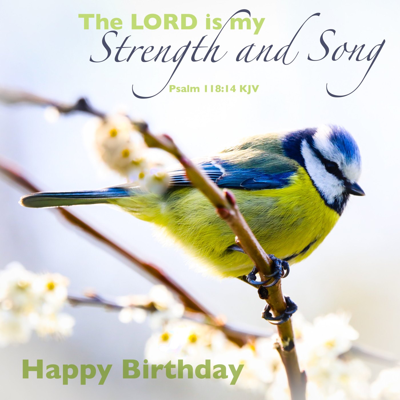 Blue tit on blossom Scripture Birthday Card