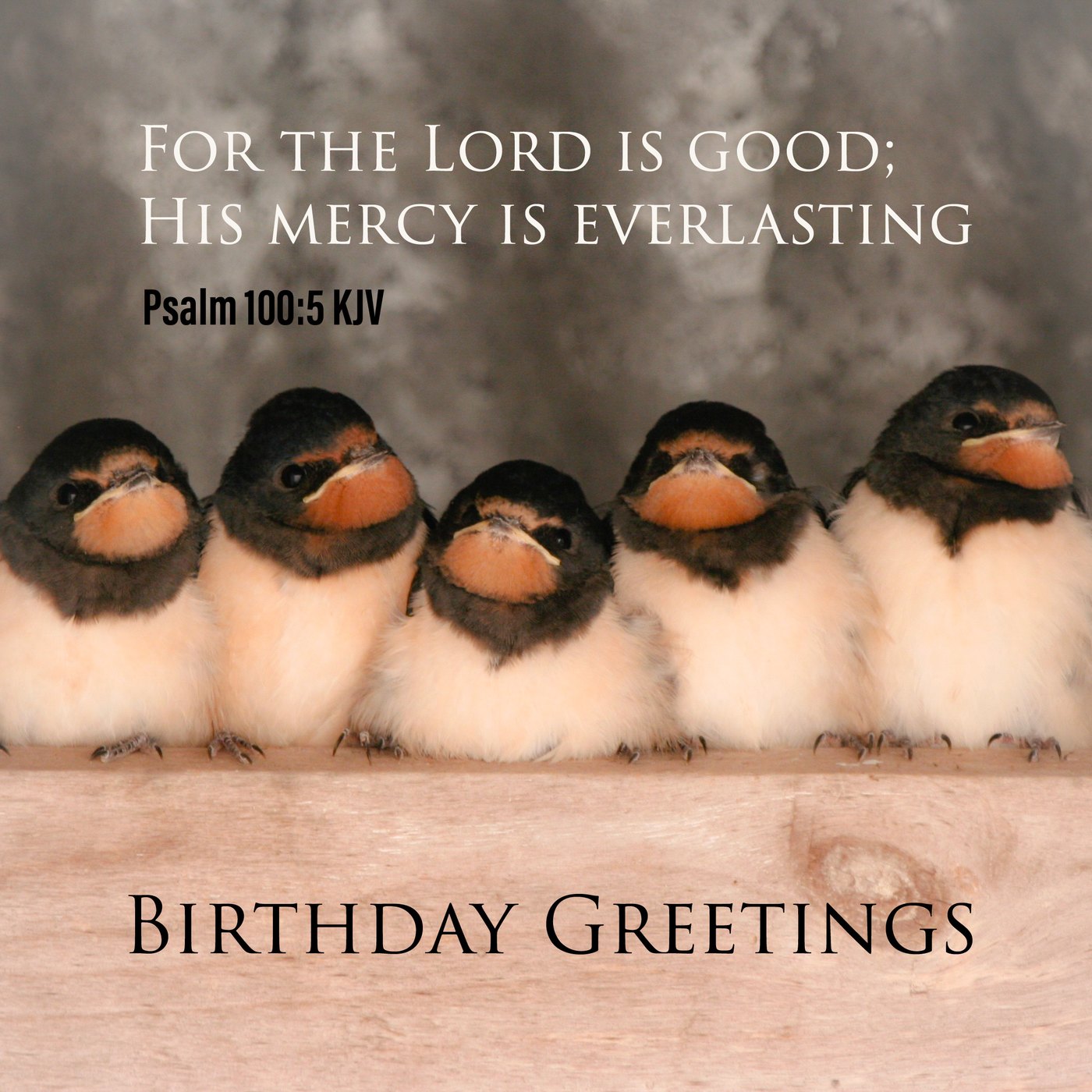 Swallows in a row Scripture Birthday Card