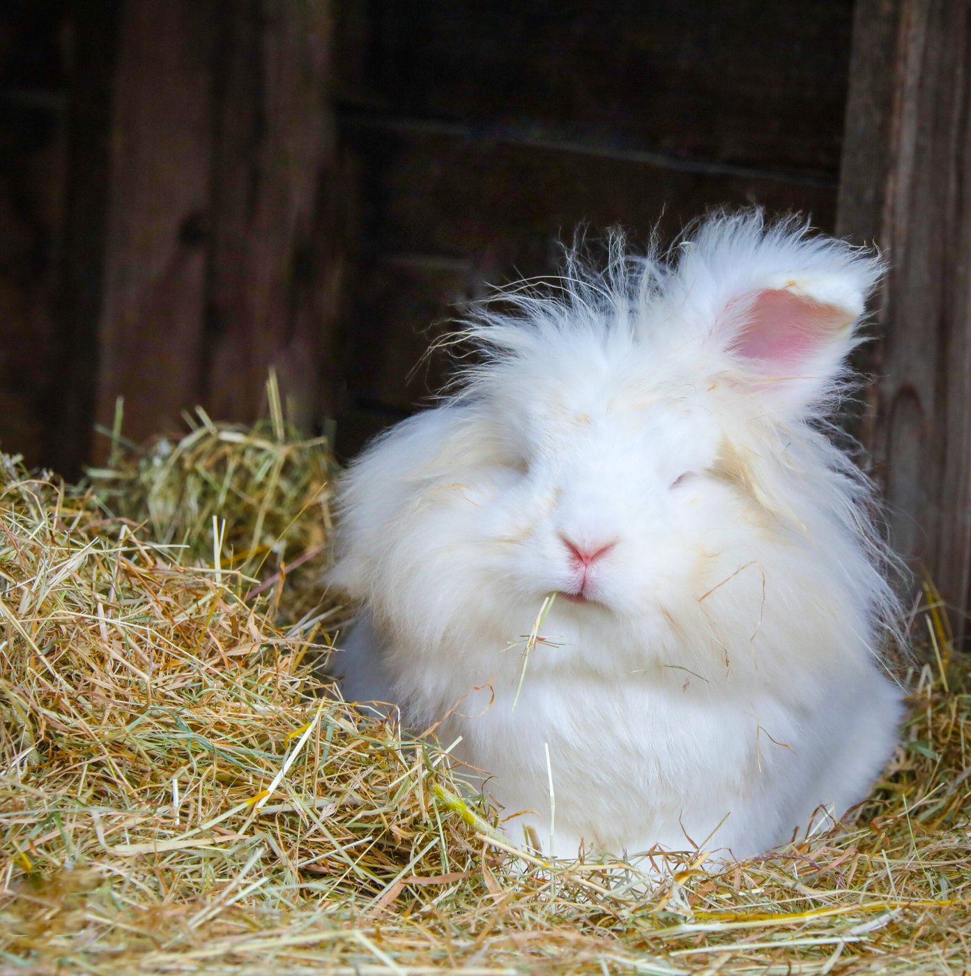 White rabbit in the hay — Photo Card (Blank)