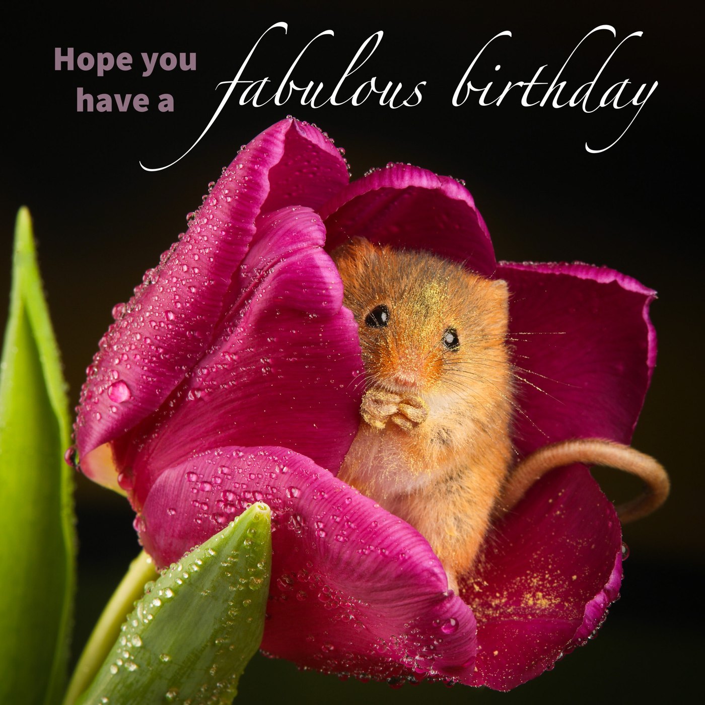 Harvest mouse in a magenta tulip Birthday Card