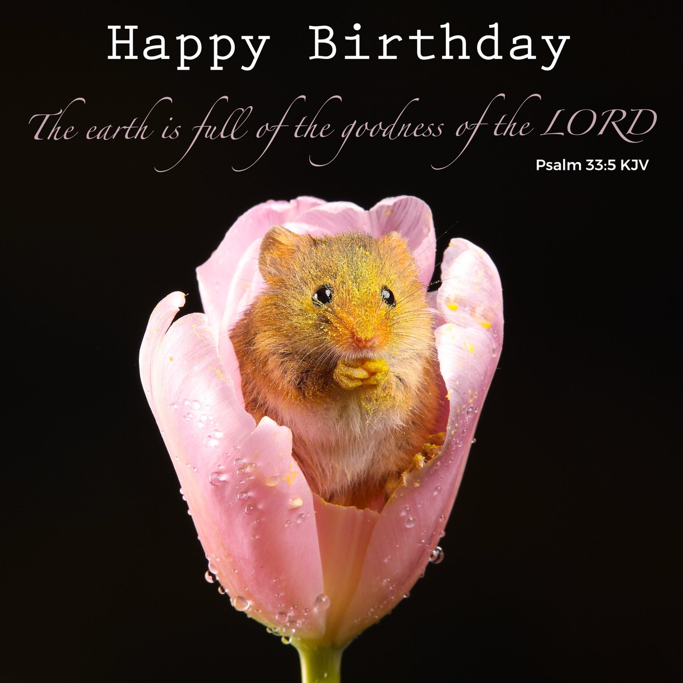 Harvest mouse in a pink tulip Scripture Birthday Card
