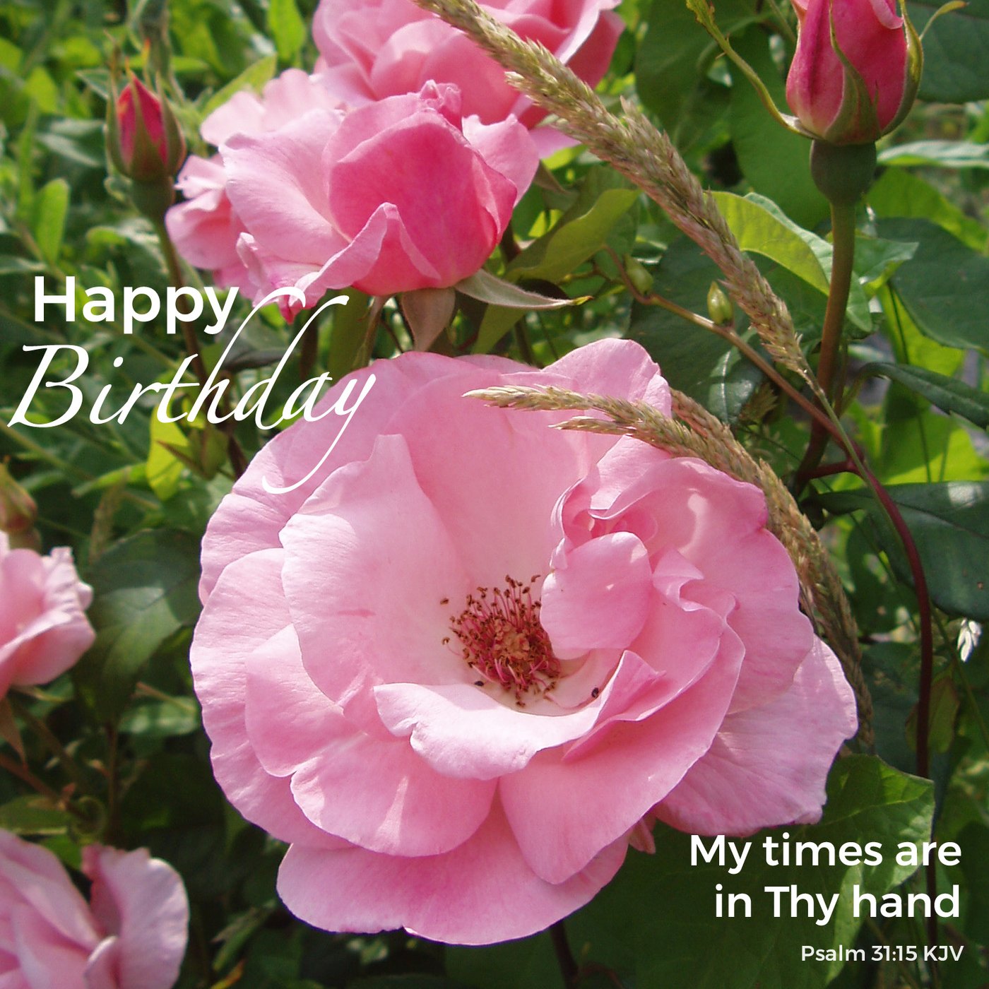 Pink roses Scripture Birthday Card