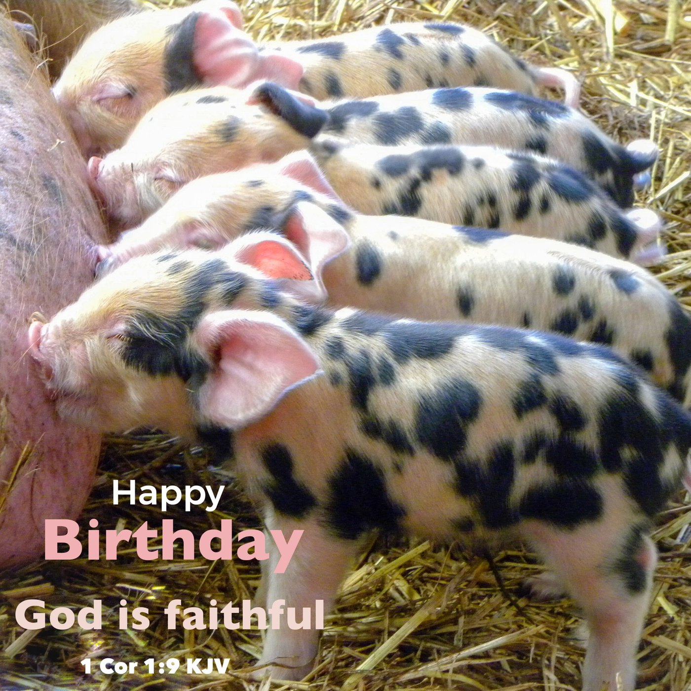 Piglets Scripture Birthday Card