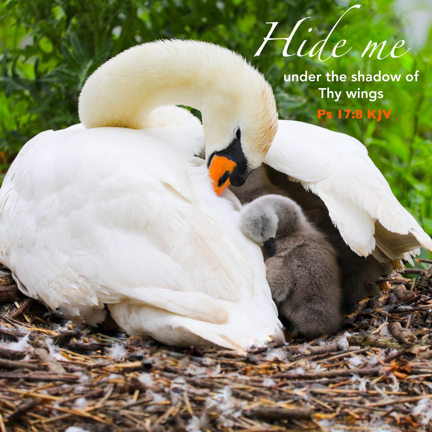Swan sheltering a cygnet Scripture Encouragement Card