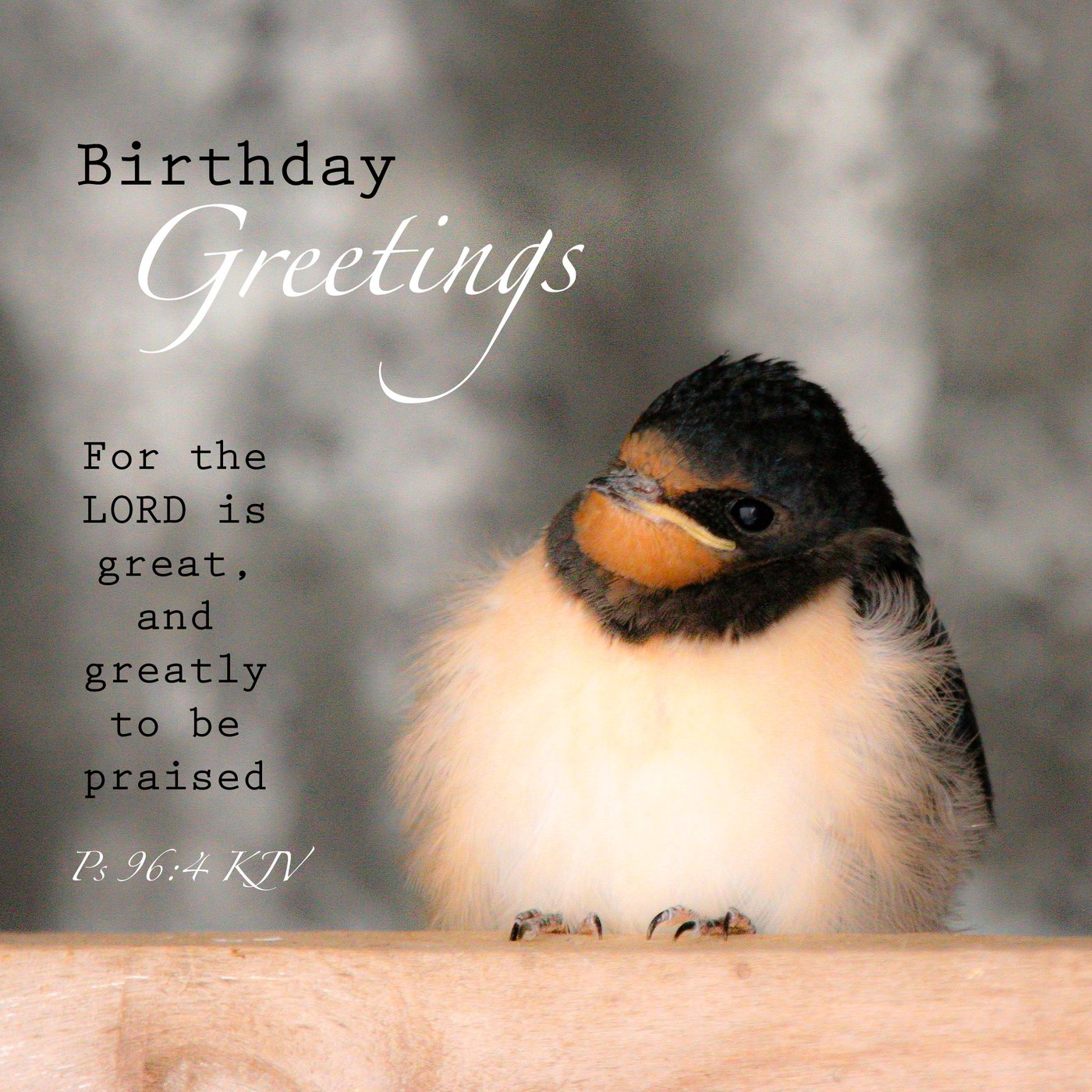 Barn swallow chick Scripture Birthday Card