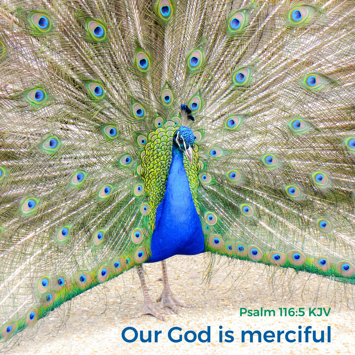 Peacock displaying Scripture Encouragement Card