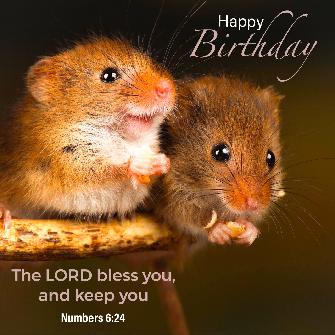 Two harvest mice Scripture Birthday Card