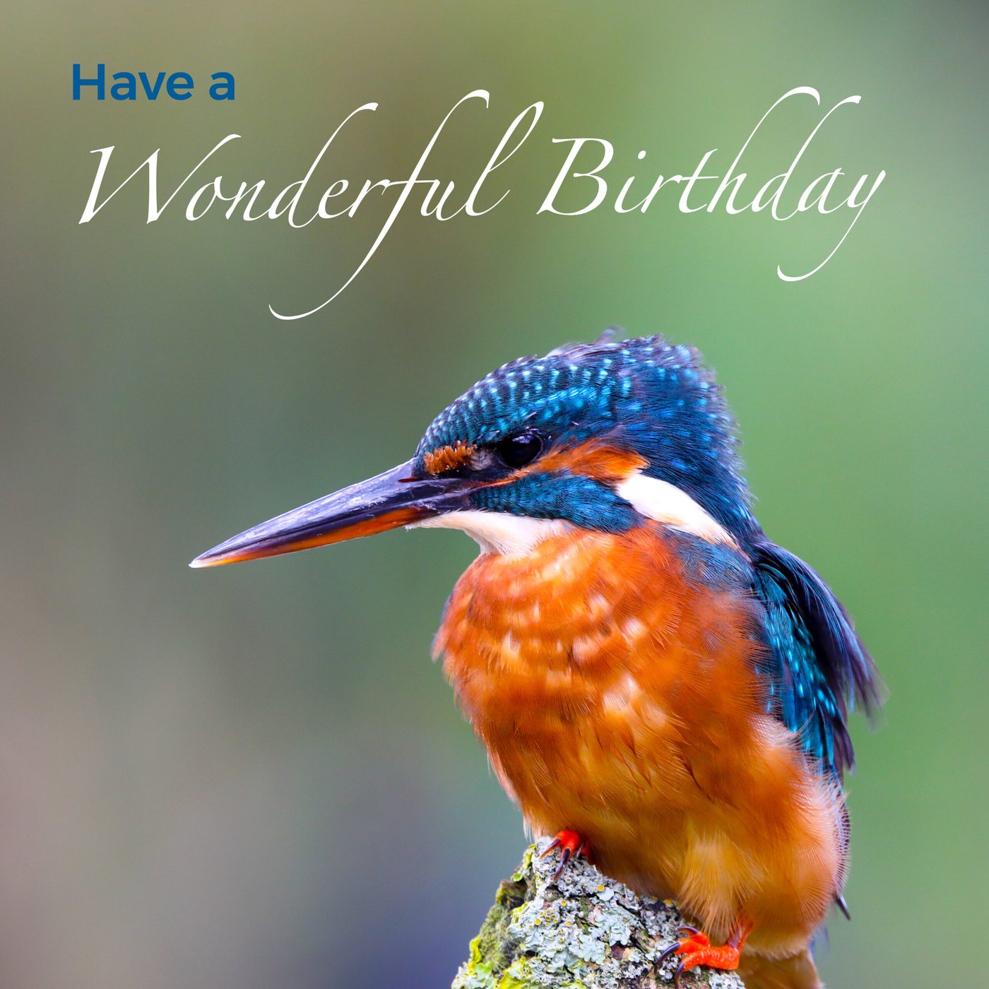 Kingfisher Birthday Card