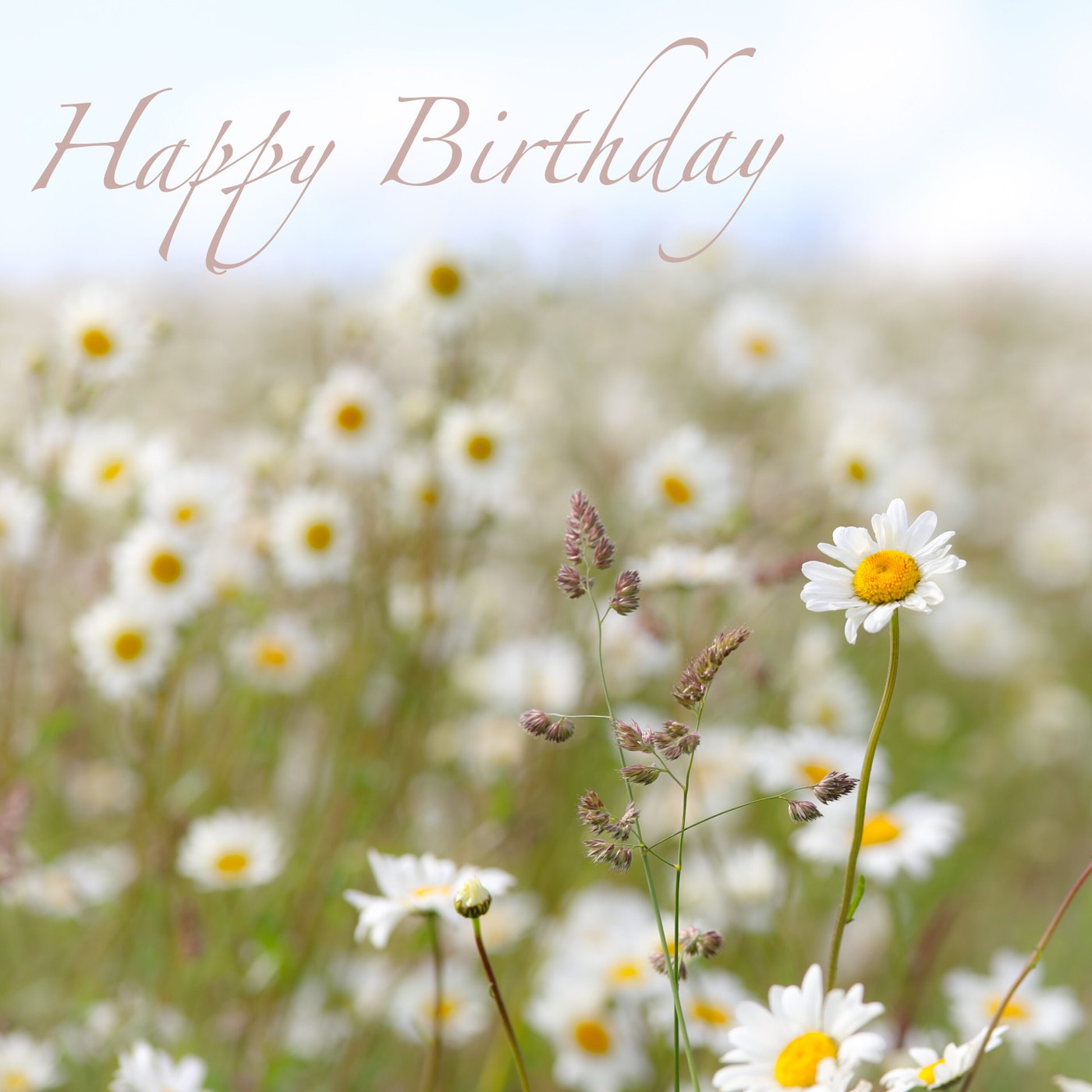 Daisy meadow Birthday Card