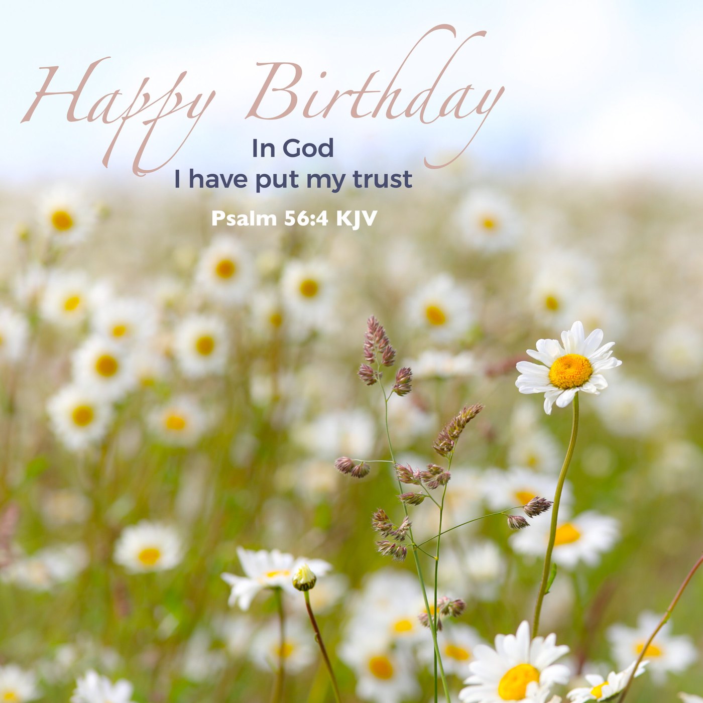 Daisy meadow Scripture Birthday Card