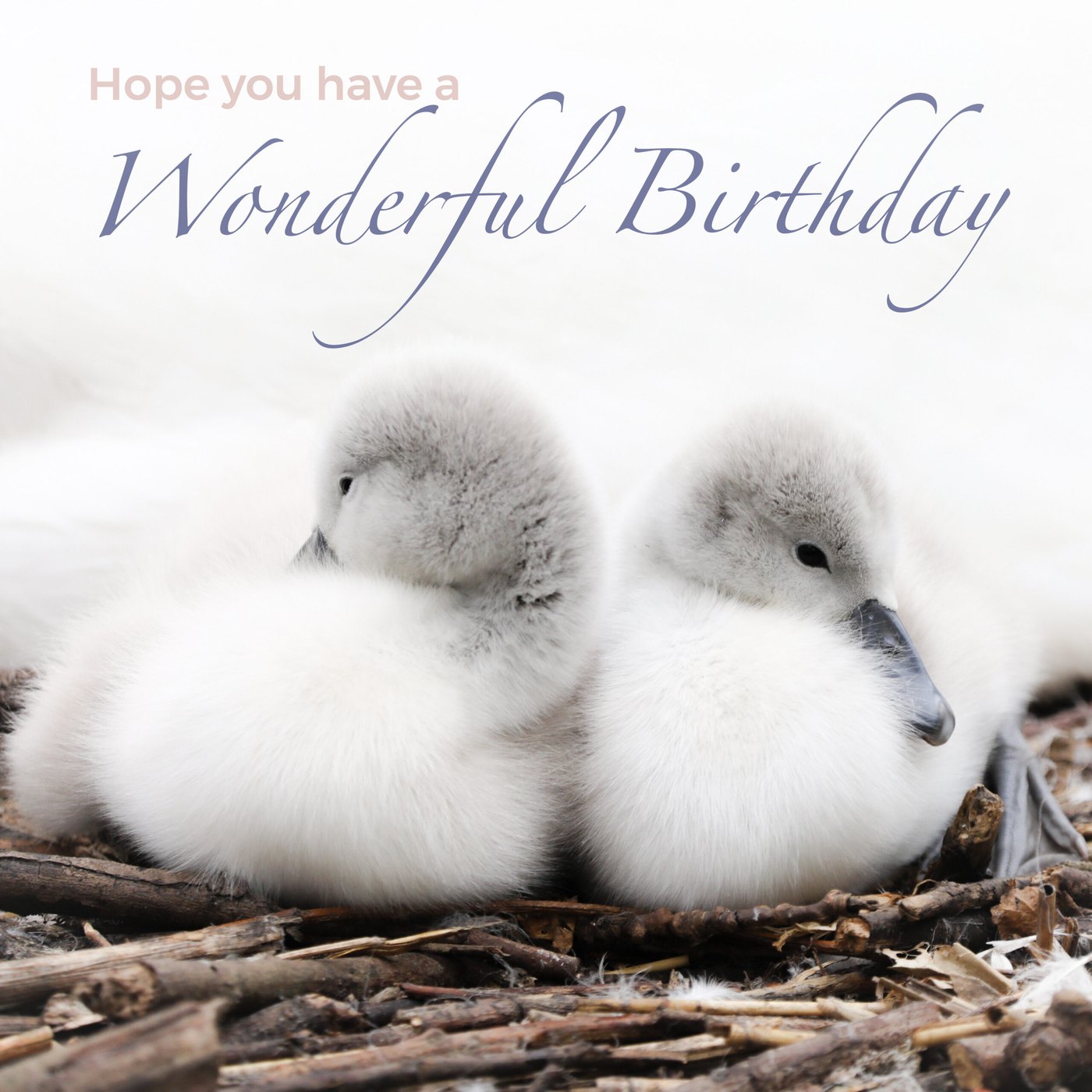Two cygnets Birthday Card