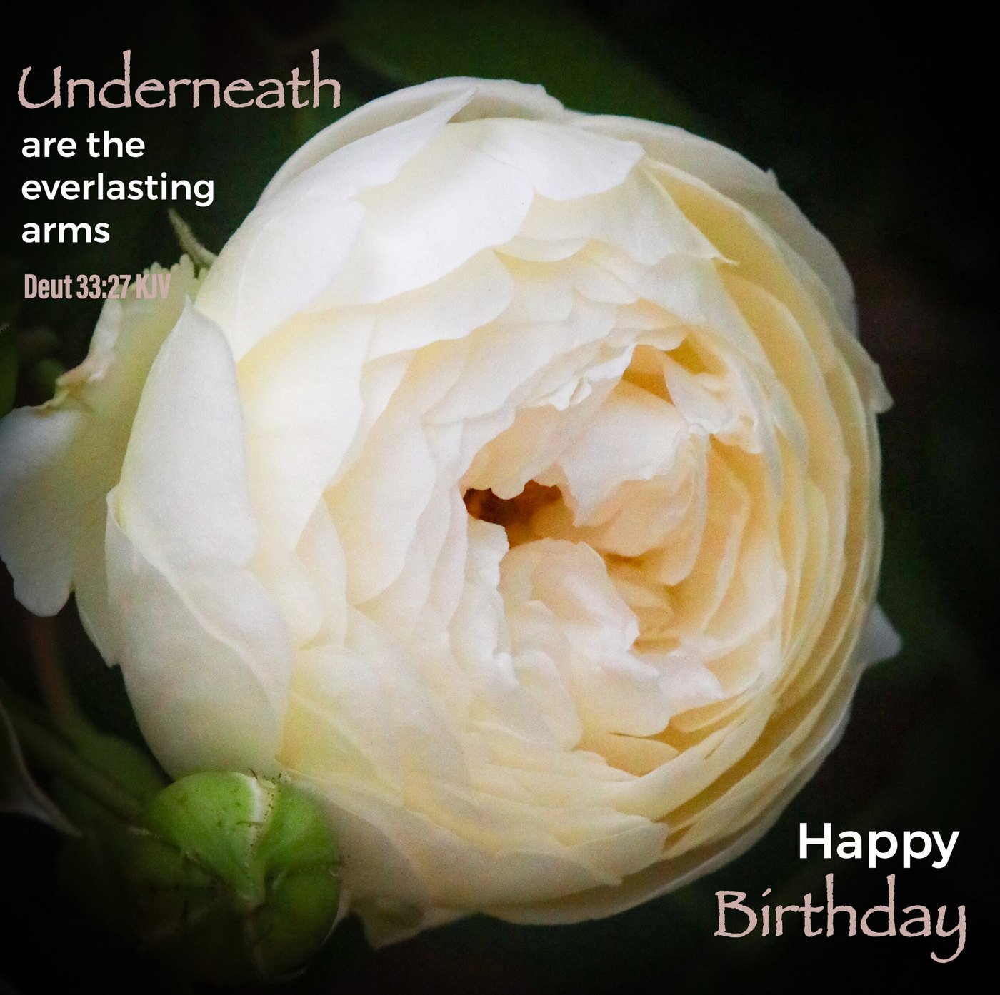 Cream rose Scripture Birthday Card