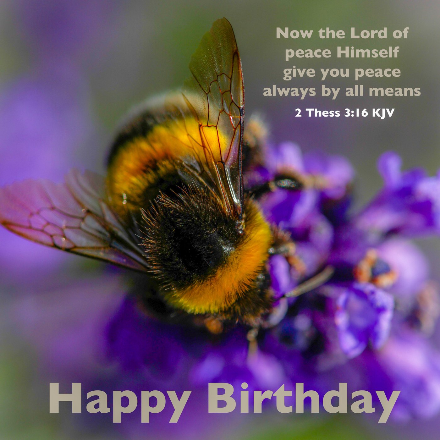 Bumblebee on lavender Scripture Birthday Card