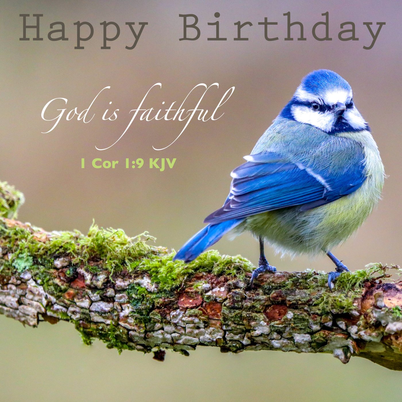 Blue tit on a branch Scripture Birthday Card